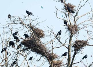 Proiectul „Ciorile din Gradina Cismigiu” a fost propus si votat de bucuresteni Cioarile din gradina Cismigiu