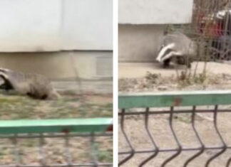 Bursuc prin Capitala