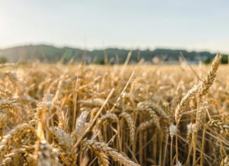 Ministrul agriculturii din Ucraina