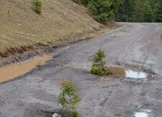 Gropile dintr-un drum reabilitat in toamna, acoperite de localnici cu puieti de brazi Gropi cu brazi