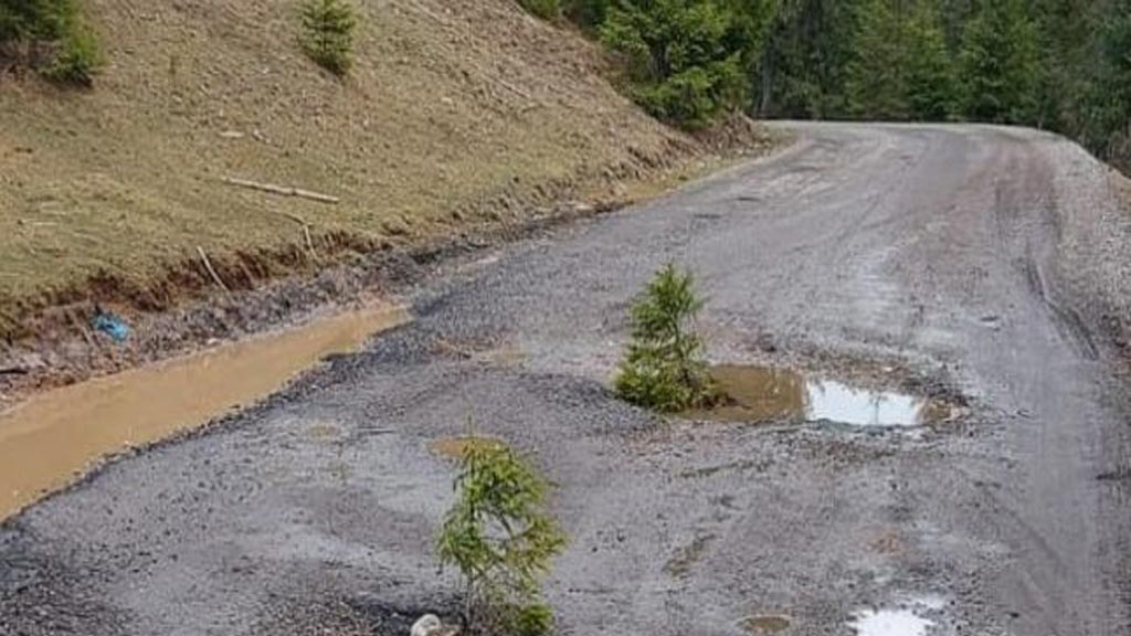 Gropi cu brazi Gropi cu brazi