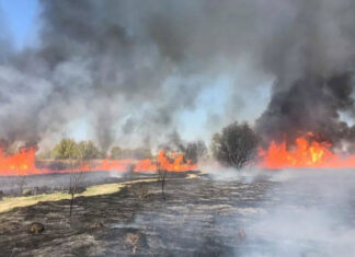 Incendiu Parcul Natural Delta Vacaresti