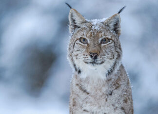 Imagini inedite cu un lynx la plimbare prin Parcul National Cozia Lynx
