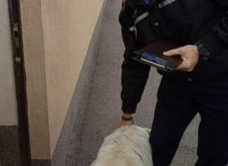 O bucuresteanca a fost amendata cu 5.000 de lei pentru ca nu si-a sterilizat cainele Sterilizare caini