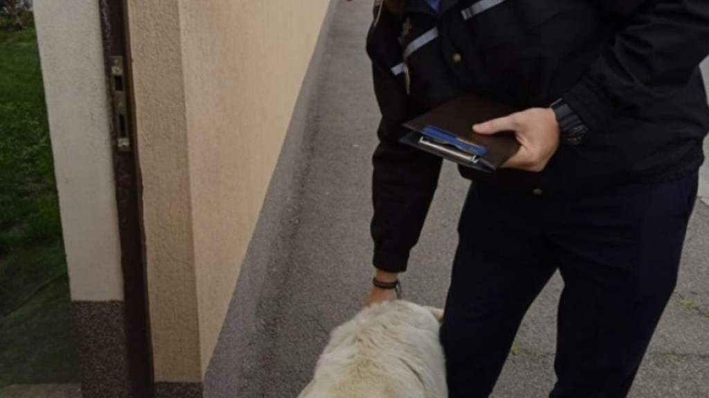 Sterilizare caini Sterilizare caini