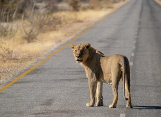 Alerta in Targoviste un leu se plimba liber prin oras