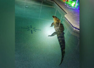 Un aligator de peste 3 metri lungime a fost gasit in piscina unei familii din Florida Aligator gasit in piscina unei familii din Florida
