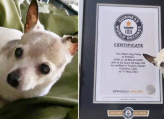 Cel mai in varsta caine din lume